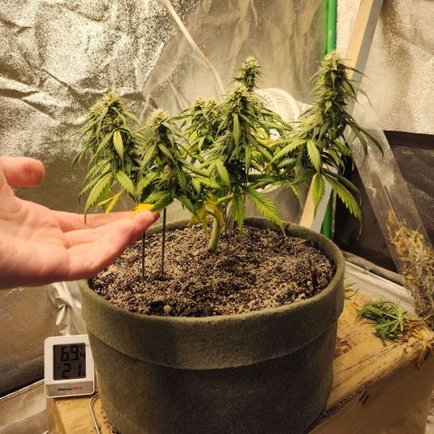Cassiopeia growlog timeline photo