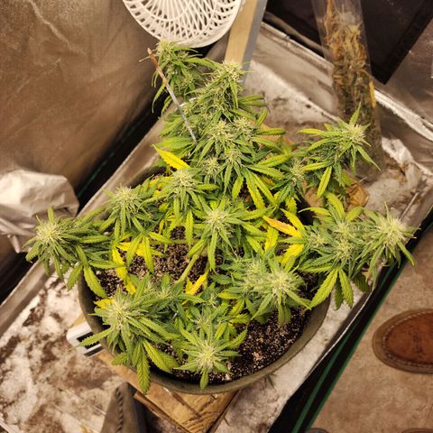 Cassiopeia growlog timeline photo