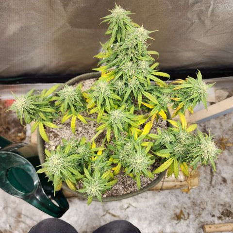 Cassiopeia growlog timeline photo