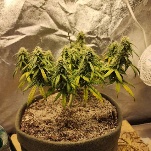 Cassiopeia growlog timeline photo