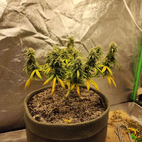 Cassiopeia growlog timeline photo