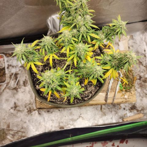Cassiopeia growlog timeline photo