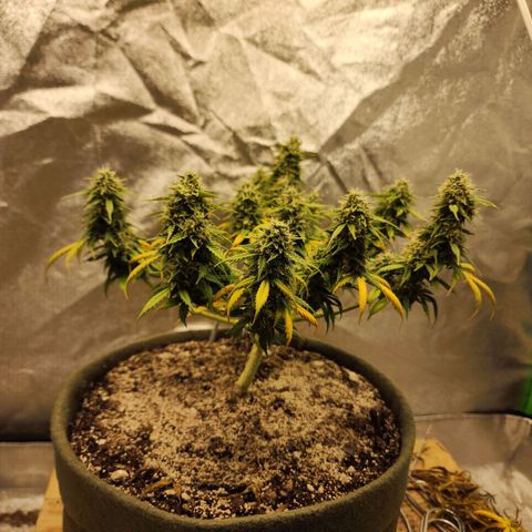 Cassiopeia growlog timeline photo