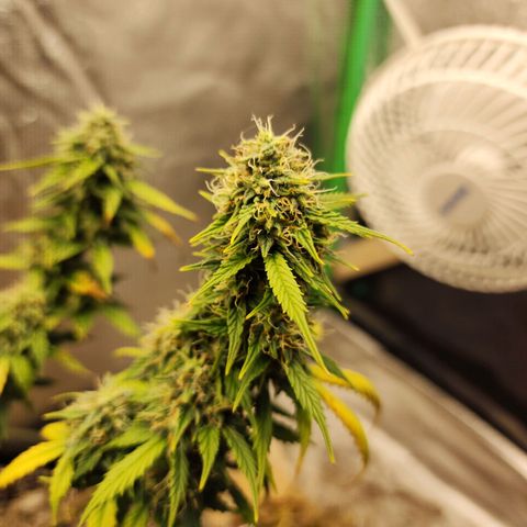 Cassiopeia growlog timeline photo