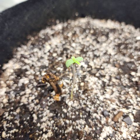 Adīne growlog timeline photo