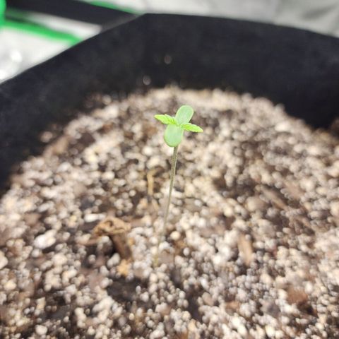 Adīne growlog photo: Someone wants that light and that life.