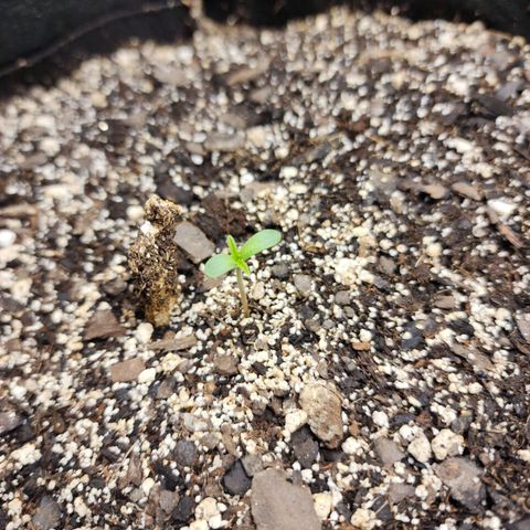 Livia growlog photo: Opening up a bit!