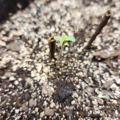 Nia growlog timeline photo