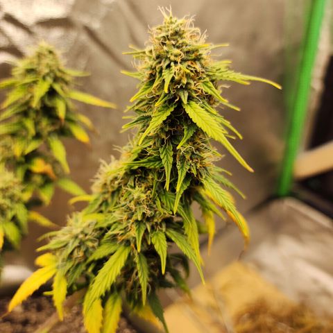 Cassiopeia growlog timeline photo