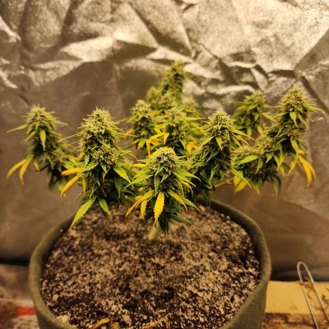 Cassiopeia growlog timeline photo