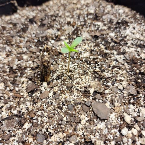 Livia growlog timeline photo