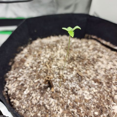 Adīne growlog timeline photo