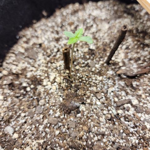 Nia growlog timeline photo