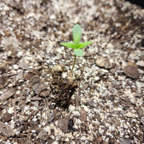 Livia growlog timeline photo