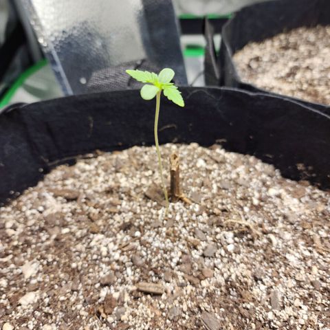 Adīne growlog timeline photo