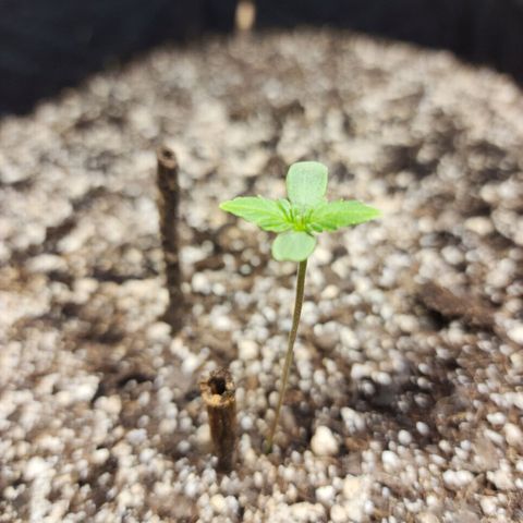 Nia growlog timeline photo