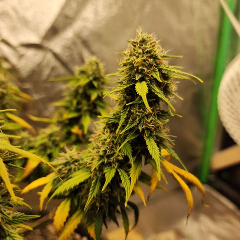 Cassiopeia growlog timeline photo