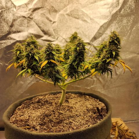 Cassiopeia growlog timeline photo