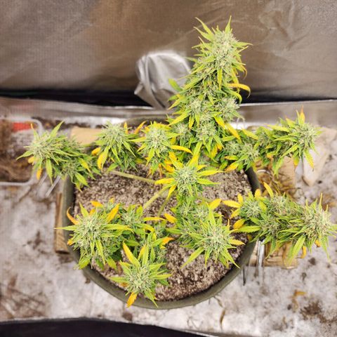 Cassiopeia growlog timeline photo