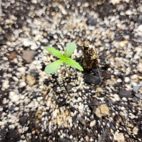 Livia growlog timeline photo