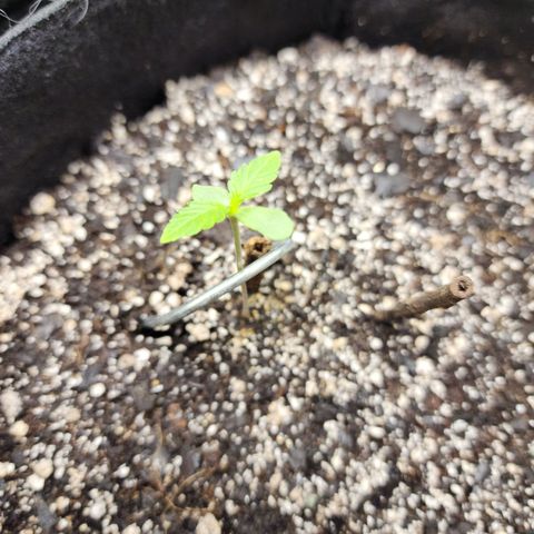 Nia growlog timeline photo