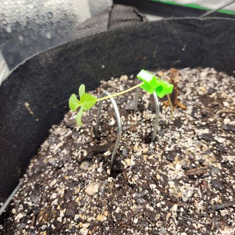 Adīne growlog photo: Doing some training
