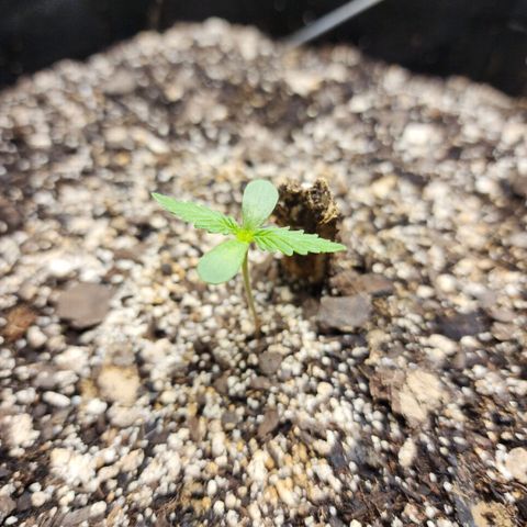 Livia growlog timeline photo