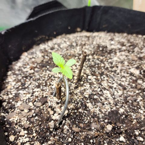 Nia growlog timeline photo