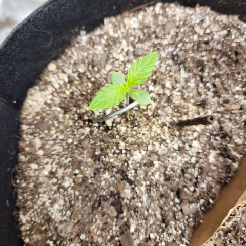 Nia growlog timeline photo