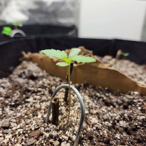 Nia growlog timeline photo