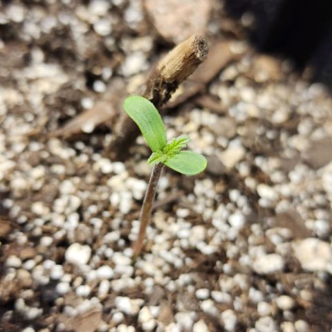 Rei growlog photo: She's so thick!