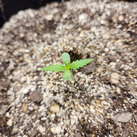 Livia growlog timeline photo