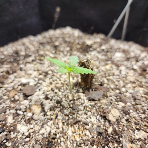 Livia growlog timeline photo