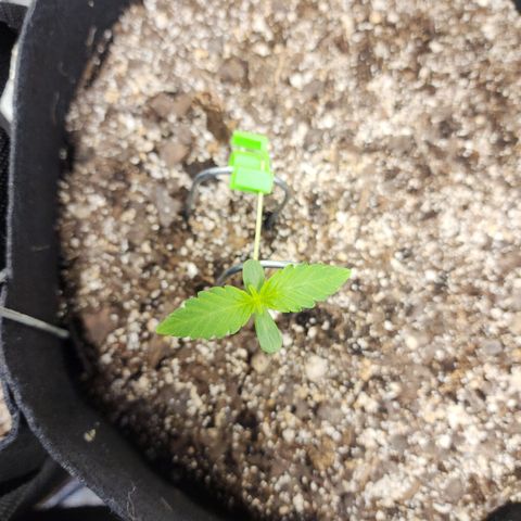 Adīne growlog timeline photo