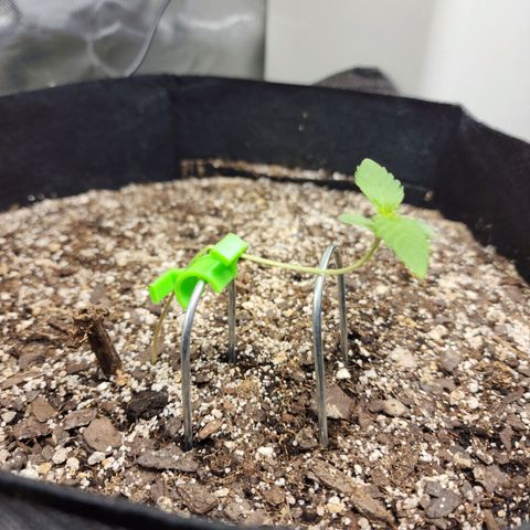 Adīne growlog timeline photo