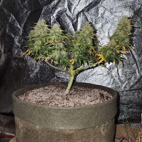 Cassiopeia growlog photo: Entering that last bulk stage, I think.