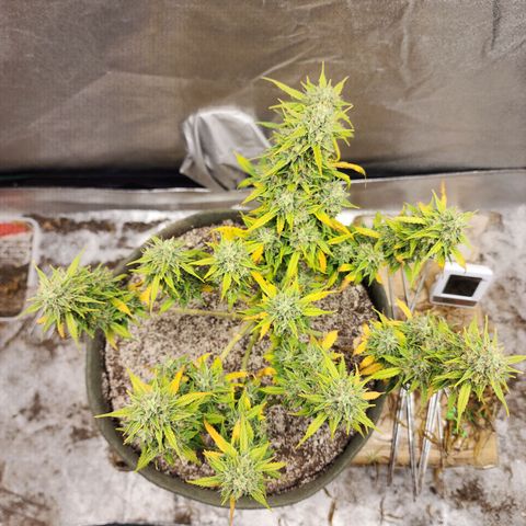Cassiopeia growlog photo: Entering that last bulk stage, I think.