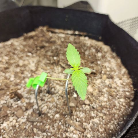 Adīne growlog timeline photo