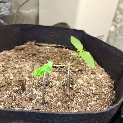 Adīne growlog timeline photo