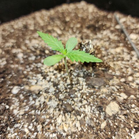Livia growlog timeline photo