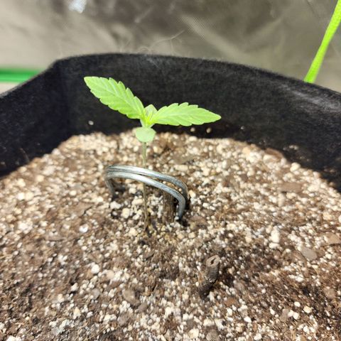 Nia growlog timeline photo