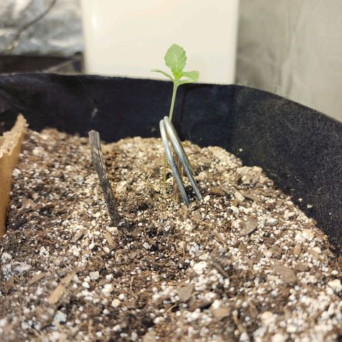 Nia growlog timeline photo