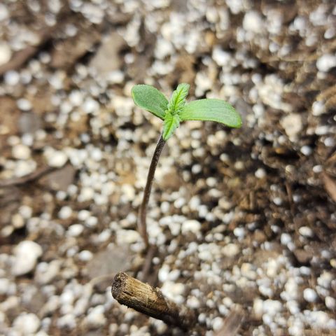Rei growlog timeline photo