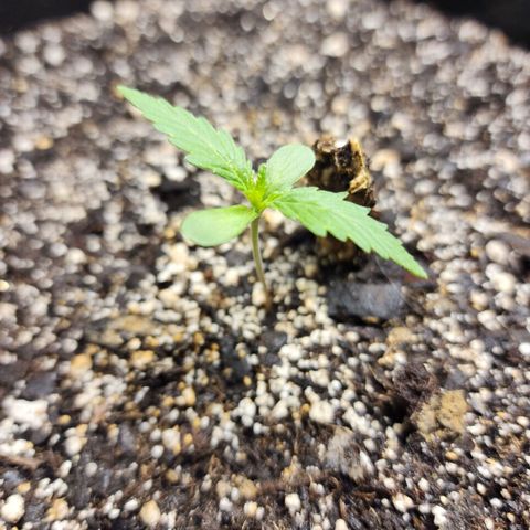 Livia growlog timeline photo