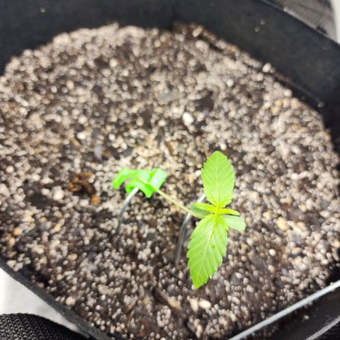 Adīne growlog timeline photo