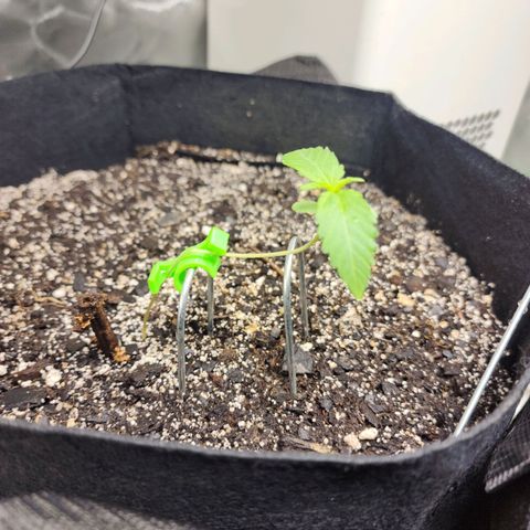 Adīne growlog timeline photo