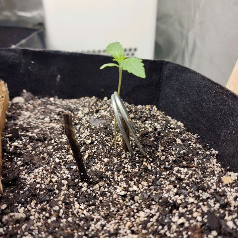 Nia growlog timeline photo