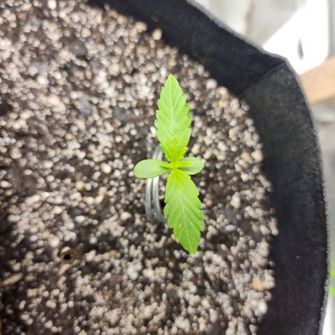 Nia growlog timeline photo