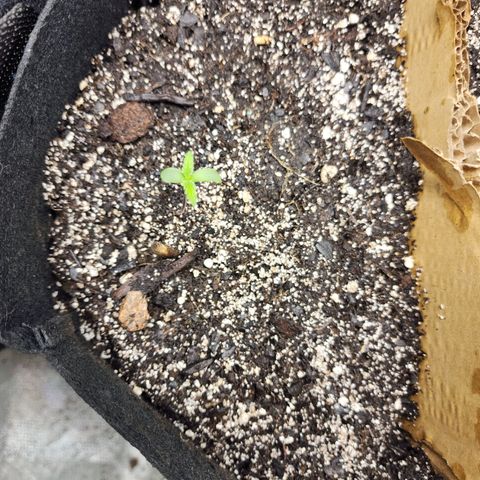 Rei growlog timeline photo