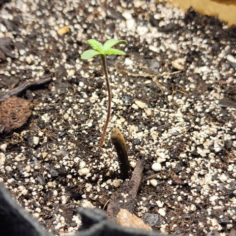 Rei growlog timeline photo